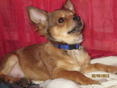 Chihuahua Rec Sable, Bild eingereicht von Familie Neumann