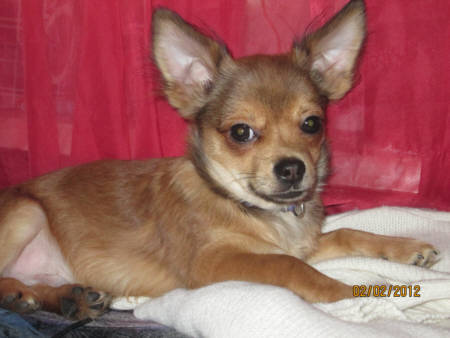 Chihuahua Rec Sable 2, Bild eingereicht von Familie Neumann