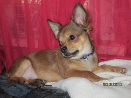 Chihuahua Rec Sable 3, Bild eingereicht von Familie Neumann