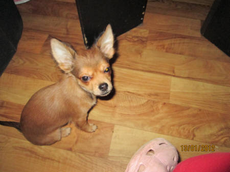 Chihuahua Rec Sable 4, Bild eingereicht von Familie Neumann