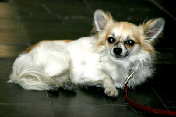Chihuahua, Foto von Pixelquelle