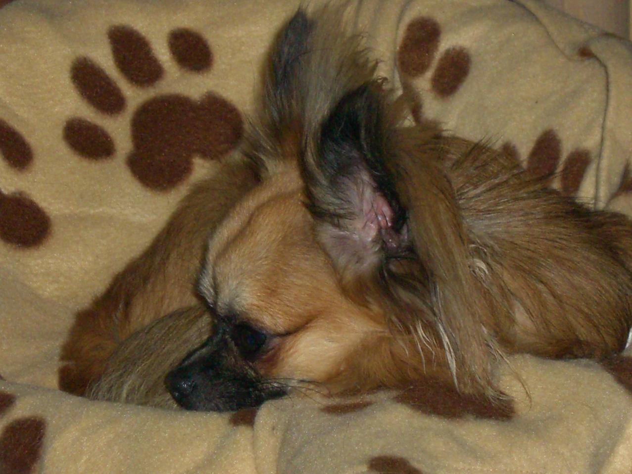 Chihuahua Gris, Bild von Britt Goebel