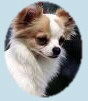 Ein niedlicher Chihuahua