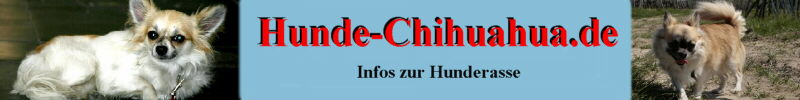 Chihuahua Infos zur Rasse auf hunde-chihuahua.de